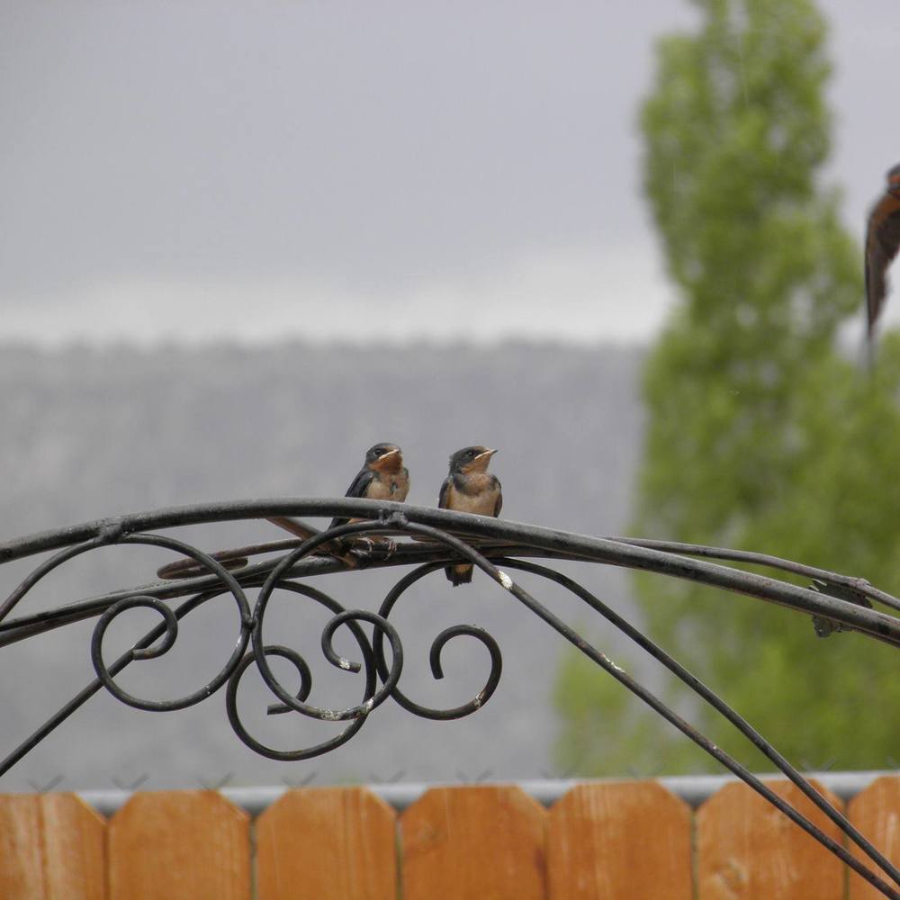 Meet your Posher, Cecilia